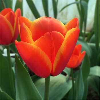 橙色风信子花语(各种颜色的风信子的花语)