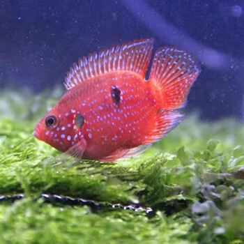 红宝石鱼血钻鱼热带鱼球型三湖慈鲷马鲷科鱼鱼风水鱼活体 血钻4-5cm3