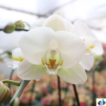 花匠汇名贵有香味的兰花苗浓香型品种金凤凰带花苞墨兰胡蝶兰花盆栽带花天山雪人2 5寸蝴蝶兰 带花剑 不含盆 图片价格品牌报价 京东