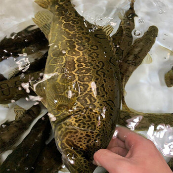 lism千岛湖正宗纯筒鳜鱼鲜活臭桂鱼活鱼波纹淡水鱼现杀新鲜季花鱼