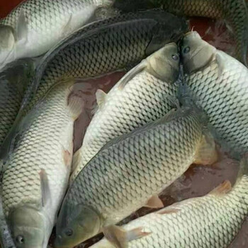 好养鲤鱼苗稻田鱼丰鲤建鲤池塘鲤淡水鱼苗活体30条3cm