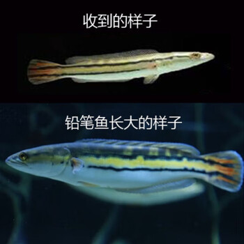 雷龙鱼vs铅笔鱼图片