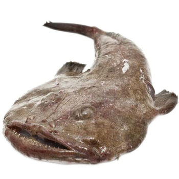 顺丰速运 新鲜海捕舟山安康鱼海鲜绿头鱼特大无骨鱼海鲜水产 7斤/条