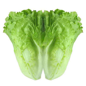 新鲜生菜青菜农家蔬菜叶菜类新鲜绿菜生牛奶生菜 净重4-4.5斤加冰发货