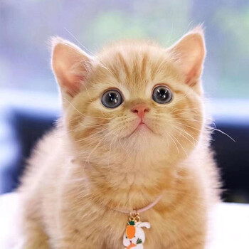 快汪橘猫幼崽猫咪活体宠物猫幼猫幼体纯种桔猫橘子