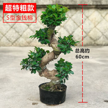 榕树盆景老桩大型金钱榕树盆栽s型弯8字造型人参榕树苗室内外小叶超特粗s形榕树 含原盆 8年苗不含盆 图片价格品牌报价 京东