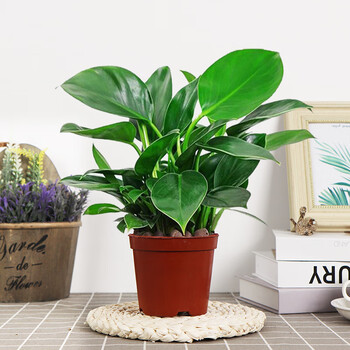 素蜜金钻绿公主绿植花卉盆栽室内易养护净化空气吸二手烟办公吸水盆