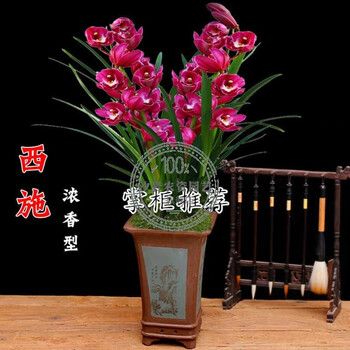 养】浓香型兰花苗兰花盆栽墨兰大花兰花苗花卉盆栽绿植花卉 掌柜 西施