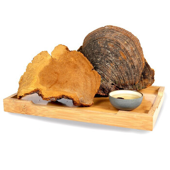 优选伟博官方旗舰西藏野生桑树桑黄自治区林芝菌种500g一斤装