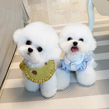 比熊犬比熊幼犬纯种白色卷毛宠物狗狗活体宠物狗小狗崽活物茶杯犬茶杯