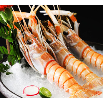 舟山海鳌虾螯虾超大深海海熬虾新鲜甜虾海鲜水产日料刺身鲜活 500g 7