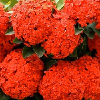 无尽夏绣球花苗盆栽庭院耐寒绣球花四季八仙花绣球重瓣绣球苗 红色