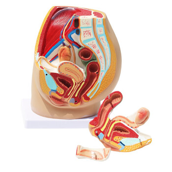 盆腔模型女性矢状解剖模型生殖系统构造腹部切面教育妇产科示教学