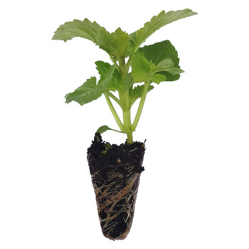 耐热好养夏堇苗夏瑾花苗三色堇夏季花园阳台盆栽爆盆1c 玫红花边渐变9株不含盆 图片价格品牌报价 京东