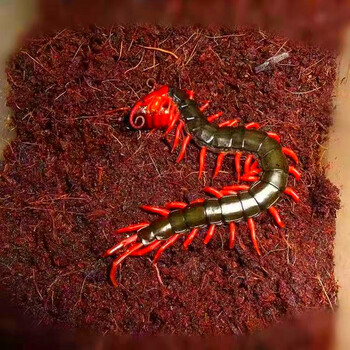 红龙越南巨人少棘多棘宠物异宠爬宠爬虫蜈蚣活体 红多棘蜈蚣幼体3-5cm