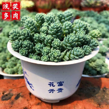 子宝多肉植物元宝花组合盆栽辐射绿植花卉肉肉植旋叶姬星美人8cm白盆带盆栽好 图片价格品牌报价 京东 子宝多肉植物元宝花组合盆栽辐射绿植花卉肉肉植旋叶姬星美人8cm白盆带盆栽好 图片价格品牌报价 京东