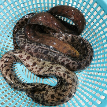 顺鑫贝 鲜活虎鳗鱼 食用海鳗新鲜虎鳗鱼海鳗鱼金钱鳗