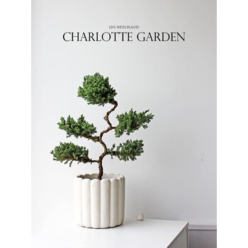 刘不丁charlotte 五层塔松 云朵造型室内盆栽盆景 好养绿植 乔迁礼物