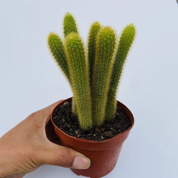 多肉植物黄金条黄金纽仙人掌仙人球科盆栽软毛植物花卉黄金条原盆原土6棵 图片价格品牌报价 京东