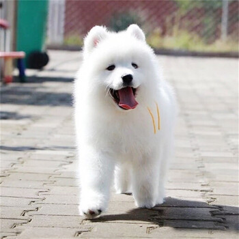 萨摩中型犬熊版澳版纯种萨摩活体宠物狗狗活体宠物萨摩耶犬幼崽活体