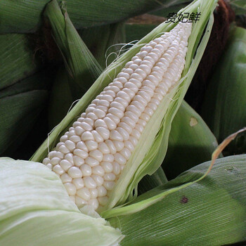 贵妃鲜广西农家特产新鲜白糯玉米10斤现摘棒粘玉米黏嫩2/3斤 普通装