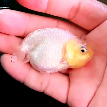 精品玉兔寿5-6厘米 1条鱼