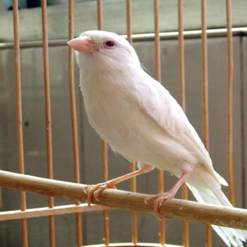 玉鸟活体 活体辣椒红蜡鸟黄鸣唱笼养成年繁殖鸟 白红眼玉鸟 一公一母