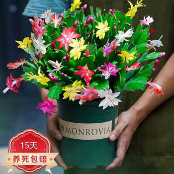 思取蟹爪兰盆栽多色花苗绿植物室内精品混色20颗精品混色12棵