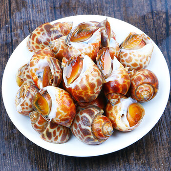 国产花螺新鲜海鲜青岛水产鲜活小花螺田螺泥螺海螺特大贝类国产国产