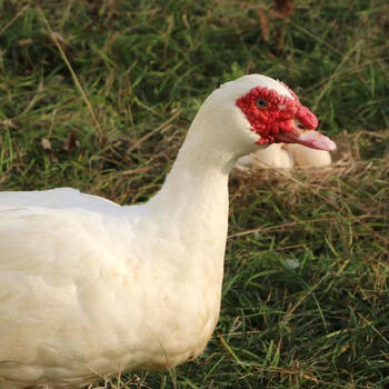 安徽大别山豚鸭红嘴鸭子红头鸭雁鸭腾鸭大番鸭散养土鸭老鸭腾旺纳跃