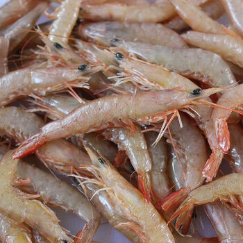 铭语然青岛蛎虾鲜活海虾滑皮虾立虾海捕鹰爪虾小虾大虾新鲜蛎虾顺丰4