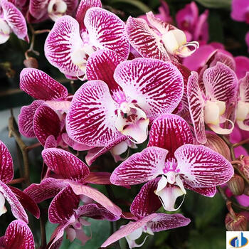 名贵有香味的兰花苗浓香型品种金凤凰带花苞墨兰胡蝶兰花盆栽带花满天飞舞2 5寸蝴蝶兰 带花剑 带盆栽好 图片价格品牌报价 京东