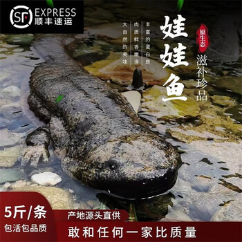 李享食丰鲜活娃娃鱼活体食用大鲵生鲜娃娃鱼食用娃娃鱼鲜活生鲜大鲵 20斤鲜活娃娃鱼