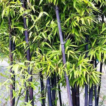 艺珺雨竹子苗庭院植物四季常青北方耐寒黄金竹紫竹苗青竹苗金镶玉竹