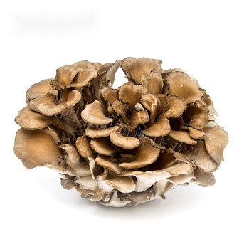 新鲜真菌灰树花舞茸80g盒舞茸菌3盒