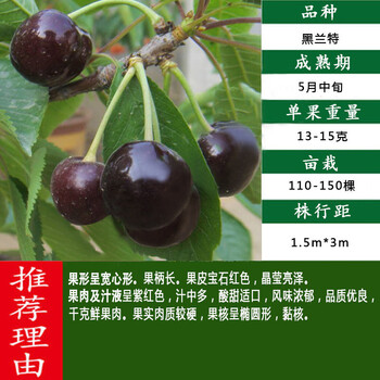 大樱桃苗南方北方种植水果树果苗当年结果 黑兰特(5年苗当年结果买21)