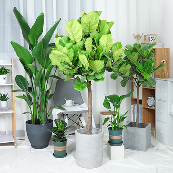 绿植花卉天堂鸟盆栽可配盆发货室内大叶型绿植物阳台办公室前台走廊