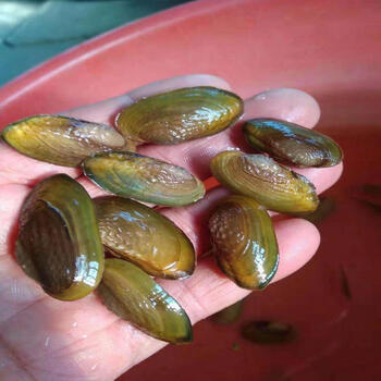 淡水小河蚌水族活体螺贝壳原生冷水水族观赏除绿水18个小杜青蚌24cm