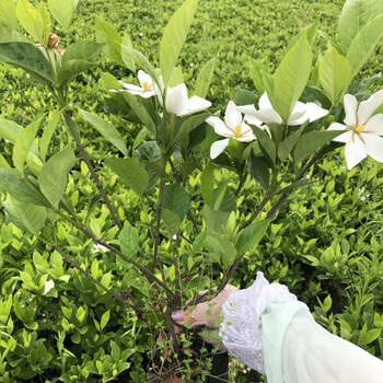 栀子花小苗树独杆庭院绿化大叶栀子花四季长青小叶栀子苗工程苗浓香型