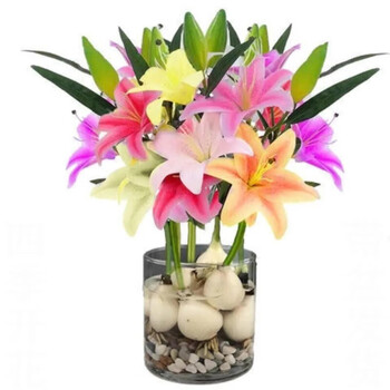 盆栽植物花苗水养百合花 水培款5个混色百合种球 圆柱玻璃瓶 石头