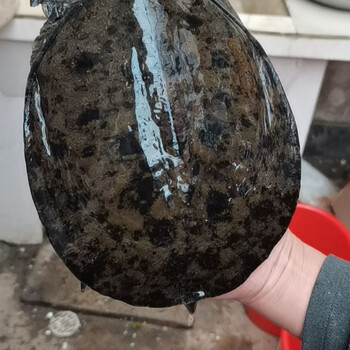 绿色召集令外塘黑花甲鱼乌花背中华老鳖王八鲜普通盒装鱼团鱼 脚鱼大