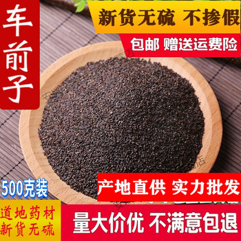 伟博大别山野外种植车前子500g车前草籽车前子茶车前籽中药材中药材