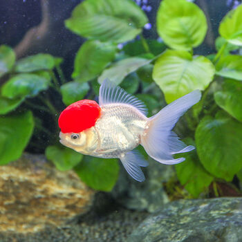 狮子头金鱼丹顶红鹤顶红冷水观赏鱼小金鱼苗好养耐活金鱼 4-5cm红白狮
