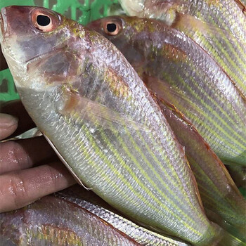 南海海钓金丝鱼新鲜红杉鱼海捕红三鱼海鱼冷冻鲜活金线鱼其它省专拍