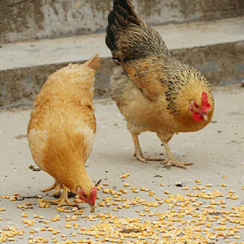 黑脚老母鸡3年超大散养黑脚土鸡黑脚鸡月子鸡黑脚老母鸡煲汤 白脚两只