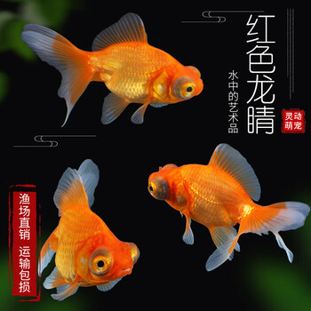 观赏鱼金鱼活鱼金鱼活体淡水冷水好养小型锦鲤鱼锦鲫鱼草金鱼05 07红色龙睛2条 图片价格品牌报价 京东 观赏鱼金鱼活鱼金鱼活体淡水冷水好养小型锦鲤鱼锦鲫鱼草金鱼05 07红色龙睛2条 图片价格品牌报价 京东