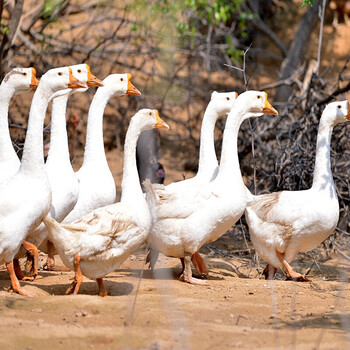 牧憨农庄大白鹅老鹅嫩鹅散养土鹅水鹅 一年左右大白鹅2200g