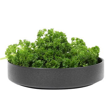 荷兰芹 新鲜番西法国香芹欧芹西洋芹摆盘装饰蔬菜 精选3斤