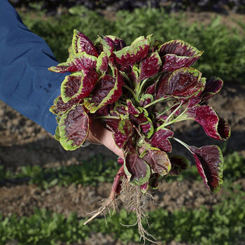 寿禾 苋菜种子圆叶蔬菜红苋菜四季 大圆叶红苋菜(298)种子 80g装