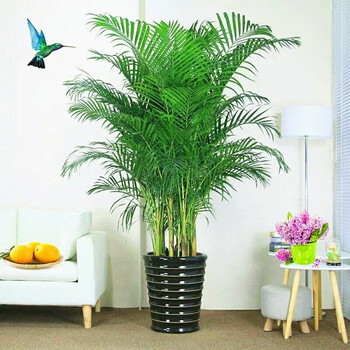 中梦  大型客厅室内盆栽绿植花卉植物凤尾竹 散尾葵 富贵椰子袖珍椰子 总高0.9-1米 不含盆